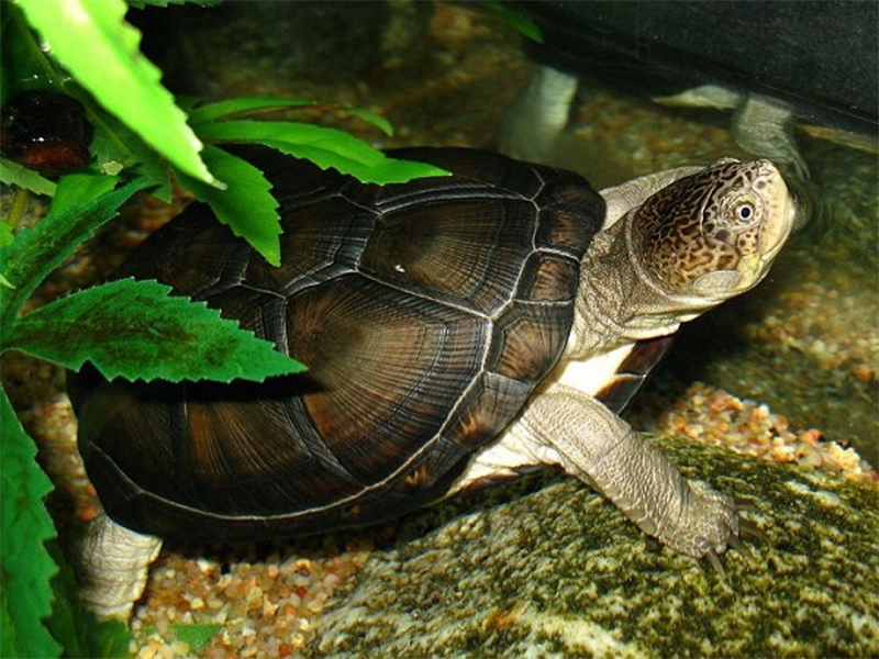 Hình ảnh con rùa trong cảnh quan thiên nhiên